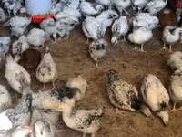 Chickens — 1. fotó