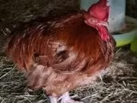 Chickens — fotografija 3