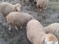 Ovce (šarže, pohlaví neuvedeno), Ovce — foto 6