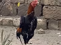 Shamo chickens — foto 1