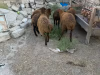 母羊, Sheep — 照片 3