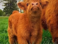 โคเนื้อ (เป็นล็อต, ไม่ระบุเพศ), Russian Black pied cattle — รูปภาพ 3
