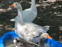 Geese — լուսանկար 1