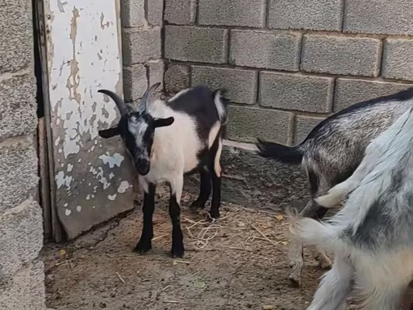 Oğlak, LaMancha goats