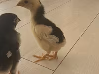 Chickens — รูปภาพ 1