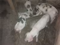 แม่สุกร, หมู — รูปภาพ 2