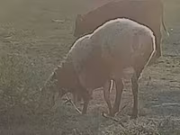Овен, Rhon sheep — снимка 4