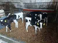Kvæg (parti, køn ikke angivet), Russian Black pied cattle — foto 4
