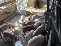 Doofaar lab, Pigs — sawirka 3