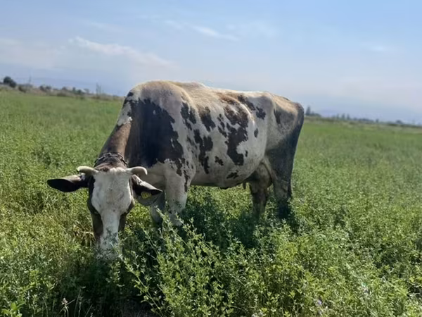 गाय, गोलस्टीन नस्ल