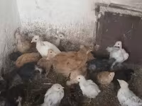 Chickens — foto 2