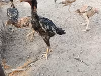 Chickens — عکس 2