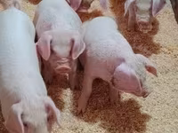 नर सूअर — फ़ोटो 4
