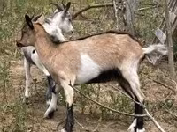 Ged, Nubian Goat — foto 2