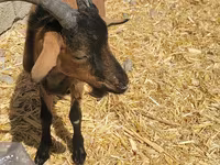 Արու այծ, Alpine goat — լուսանկար 3