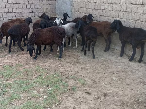 Vædder, Blackheaded Persian sheep
