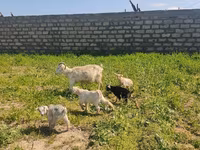 بز ماده, بز — عکس 6