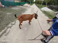 Goat, Nubian Goat — photo 2