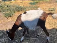 Goat, Goats — photo 2