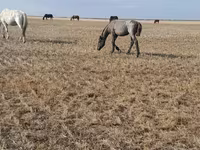 Адуу, Kazakh horse — 2 зураг