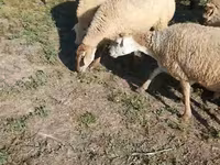 Får, Karabakh sheep — foto 8
