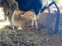 Taureau, Russian Black pied cattle — photo 1