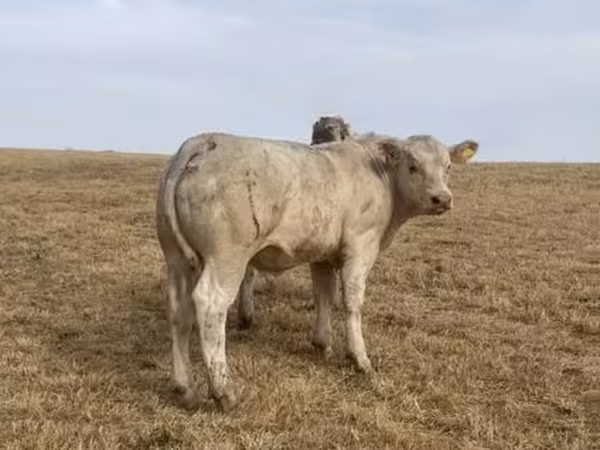 ወንድ በሬ, Charolais cattle