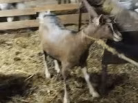 Goat, Alpine goat — photo 1