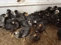 Chickens — ፎቶ 3
