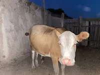 Krava, Latvian Blue cattle — fotografija 1