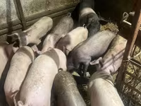 Schweine (Partie, Geschlecht nicht angegeben), Schweine — Foto 5