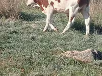 Bik, Simmental cattle — fotografija 1
