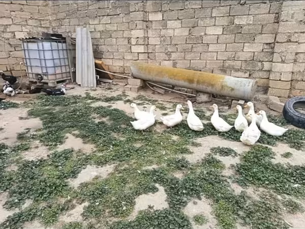 Geese