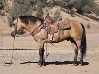 Kuda jantan, Quarter Horse — foto 4