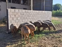 Koç, Hissar sheep — foto 1
