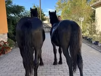 Kuda jantan, Hungarian horse breed — foto 2