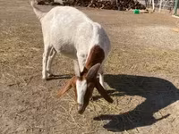 بز ماده, Boer goat — عکس 2