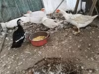 Ducks — снимка 1