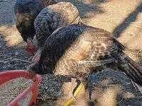 Turkeys — الصورة 2