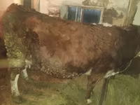 گاو ماده, Simmental cattle — عکس 2