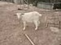 Ged, Saanen goat — foto 8