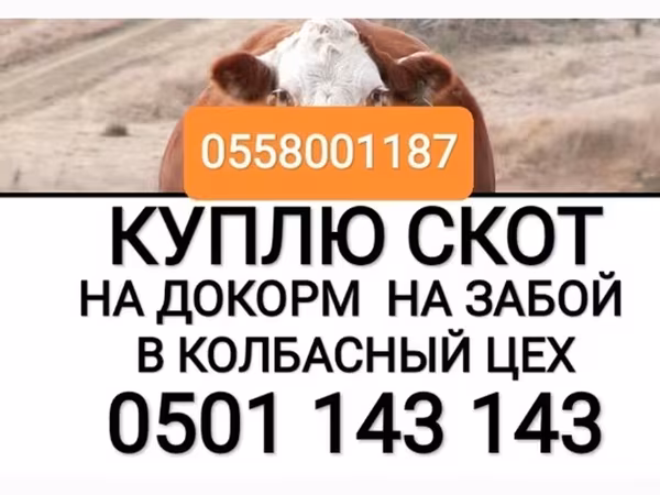 Cattle
