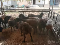 Wad, Sheep — sawirka 6