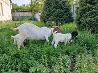 بز ماده, Boer goat — عکس 4