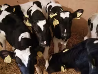 Rundvee (partij, geslacht niet gespecificeerd), Simmental cattle — foto 5