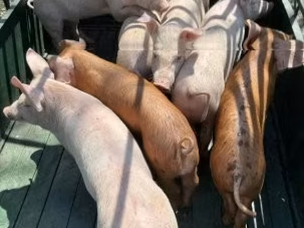 Pigs (batch, sex not specified), Pigs — Hungary