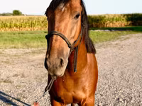Aygʻir, Quarter Horse — 8-rasm