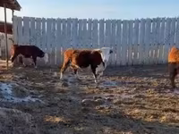 วัวตัวเมีย, Russian Black pied cattle — รูปภาพ 3
