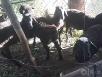 Kambing jantan, Sheep — foto 1
