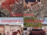 황소, Simmental cattle — 사진 1